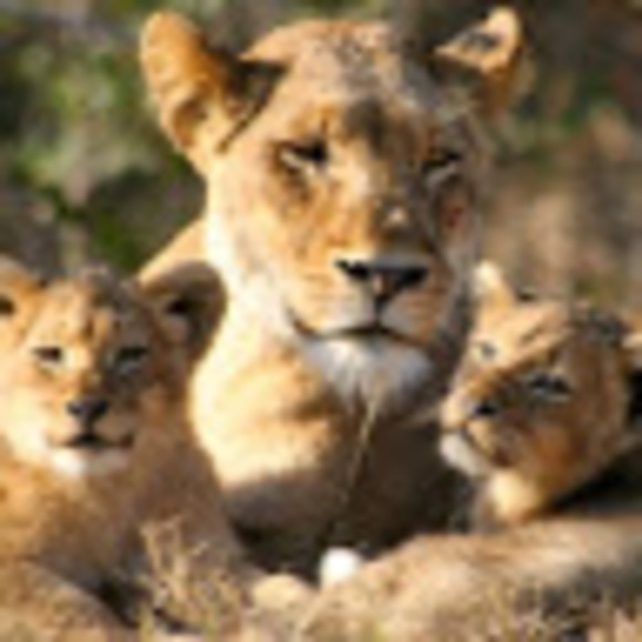 Meet your Posher, Nicole - Picture 1 of 1